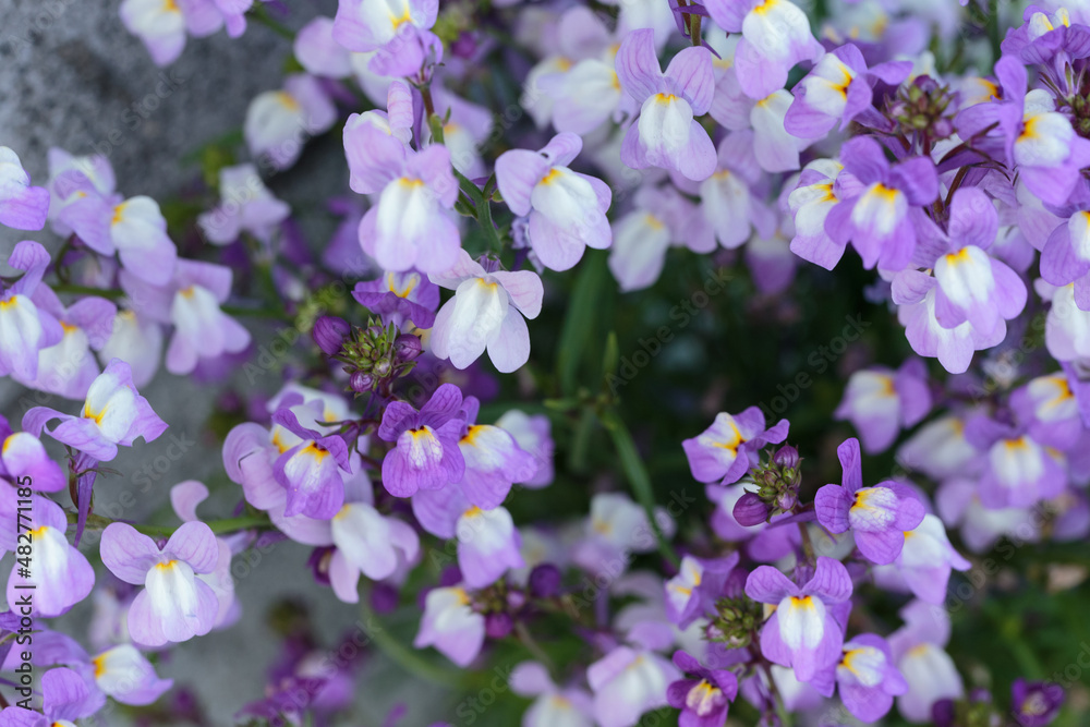 庭に咲く花　リナリア