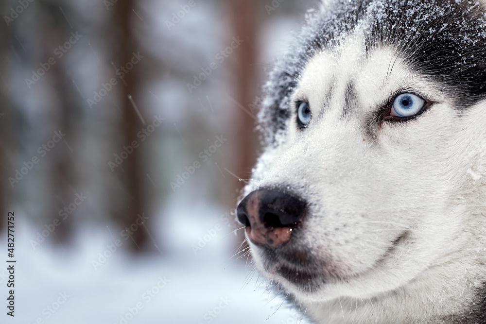 Naklejka premium Portrait magnificent Siberian husky dog with blue eyes. Husky dog in winter forest lies on the snow. Close up. Copy space