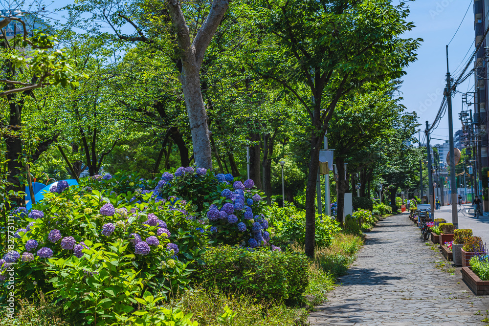 東京の都市風景 紫陽花が咲く隅田公園 初夏の風景
