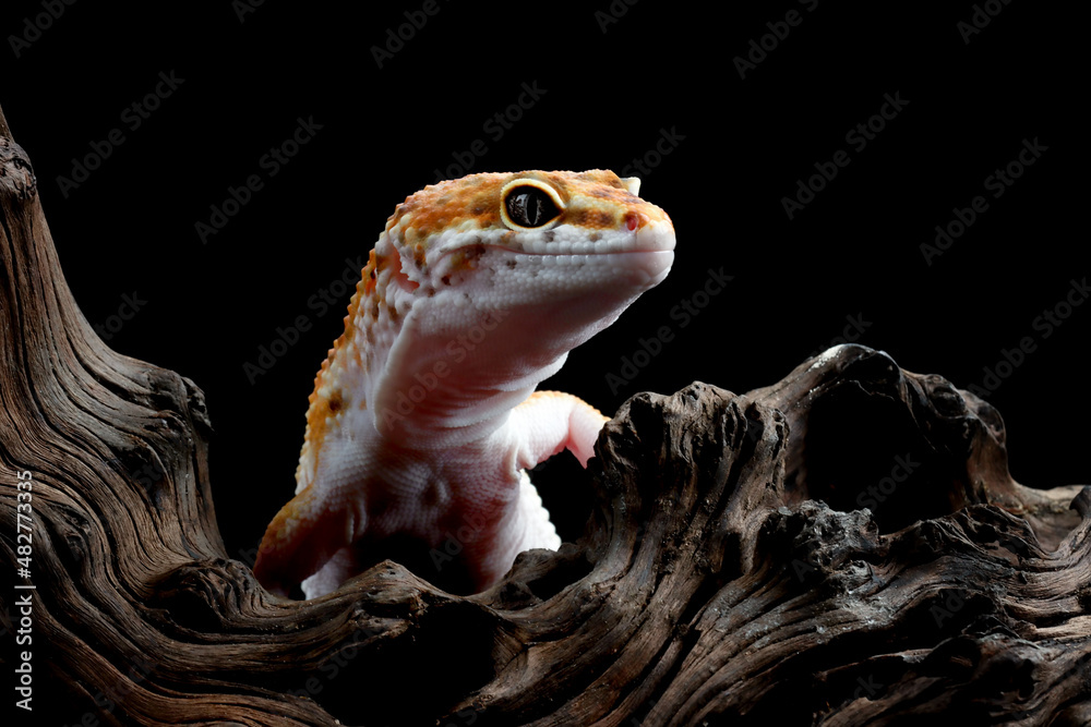 Leaopard gecko closeup on wood, Leaopard gecko closeup on wood with black background - obrazy, fototapety, plakaty 