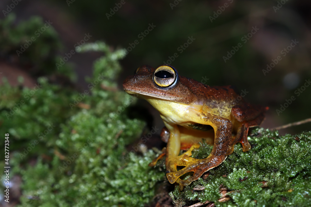 Obraz premium Rhacophorus margaritifer closeup on moss, Rhacophorus margaritifer closeup 