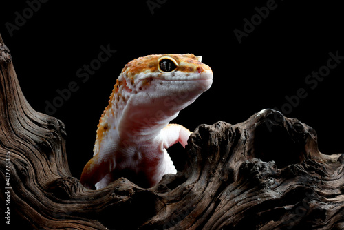 Leaopard gecko closeup on wood, Leaopard gecko closeup on wood with black background