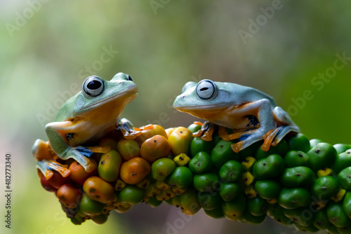 Flying frog on branch, beautiful tree frog on green leaves 
