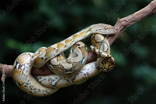 Pythonidae snake sleeping on branch, Pythonidae snake closeup photo