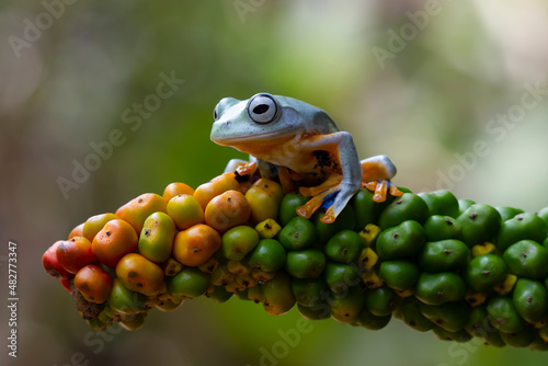 Flying frog on branch, beautiful tree frog on green leaves 