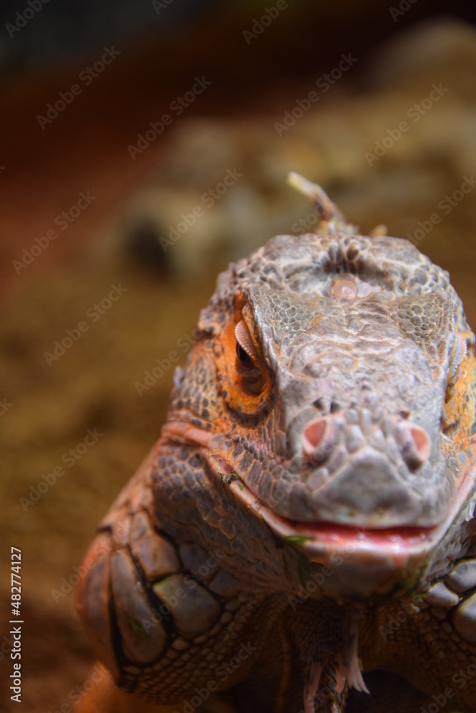 Iguana Iguana