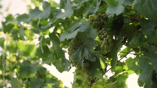 Panorama of the fresh grape in the vineyard