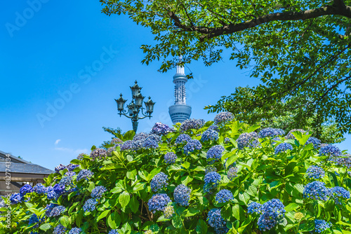 東京の都市風景 紫陽花が咲く隅田公園 初夏の風景