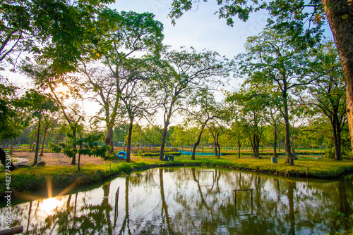 Evening sunset light in city park green tree forest with river