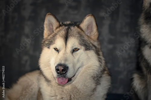 Lazy look of an Alaskan Malamute. Majestic dog face, white and grey fur, wet nose, pink tongue out. Selective focus on the details, blurred background.