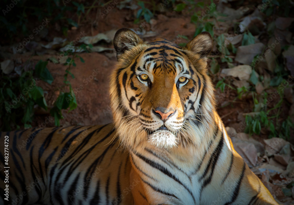 Fototapeta premium Asian tiger resting in the natural forest.