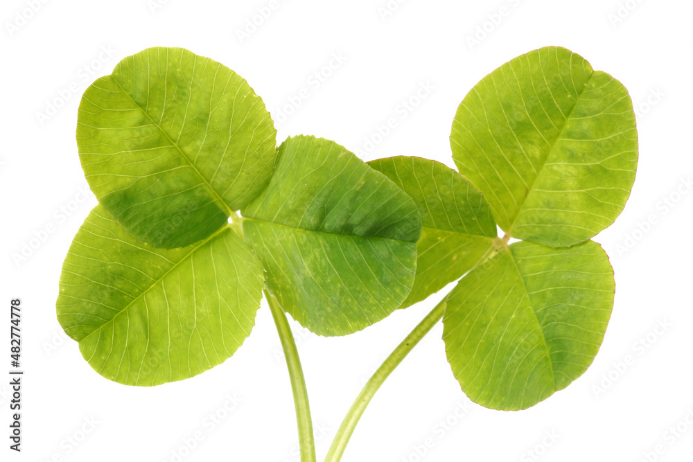 Shamrock,three leaf clover on white background