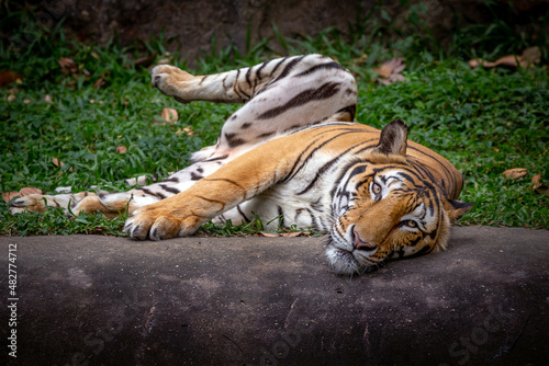 Asian tiger resting in the natural forest.