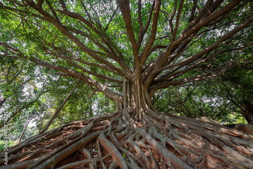 Banyan tree and roots in the forest garden.