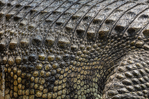 Colorful pattern of crocodile skin.