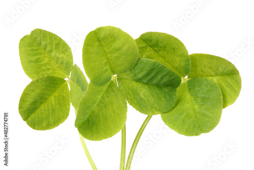 Shamrock,three leaf clover on white background