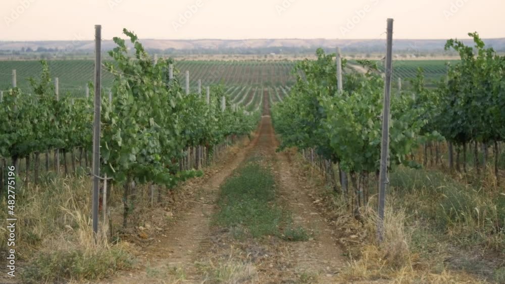 Fields of vineyard in summer Fields of vineyard in summer