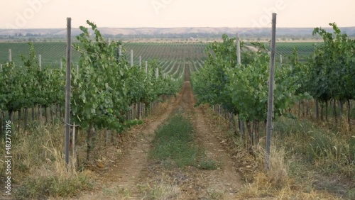 Fields of vineyard in summer