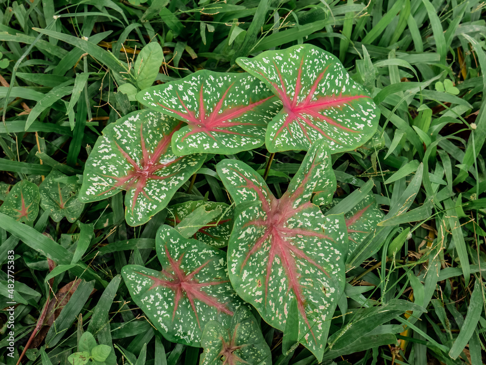 Alocasia Caladium Red star taro plant that grows wild in the forest grass
Alocasia Caladium Red star taro plant that grows wild in the forest grass