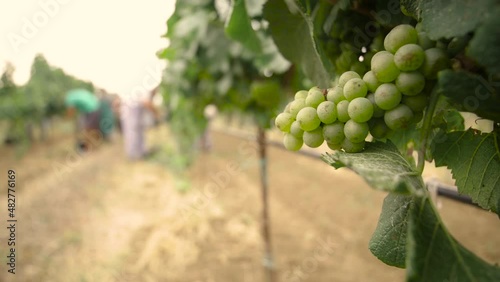 Fresh grape on the vineyard