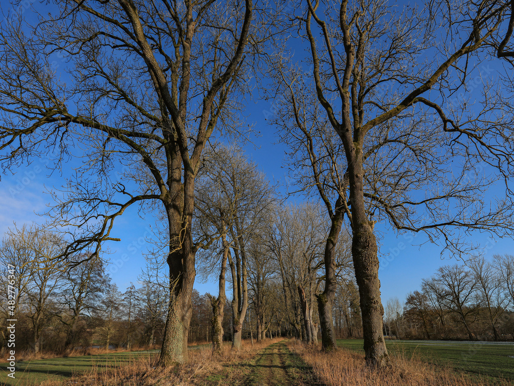 Uralte Eschen Bäume in einer Allee gepflanzt bei Sonnenschein im Winter mit kahlen Ästen. Uralte Eschen Bäume in einer Allee gepflanzt bei Sonnenschein im Winter mit kahlen Ästen.