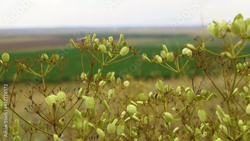 Fields of vineyard in summer