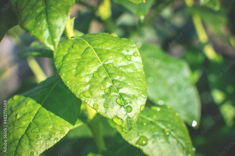 Drops of rain water on the green succulent leaves of a young plant. Close up of nature Drops of rain water on the green succulent leaves of a young plant. Close up of nature