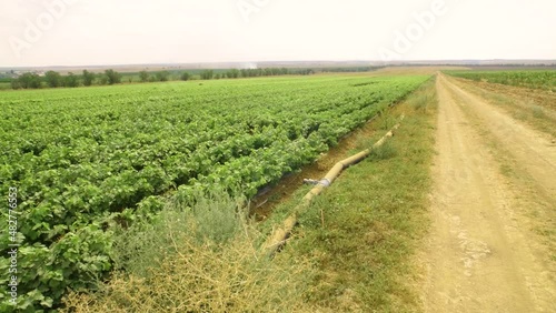 Fields of the young grape vineyard