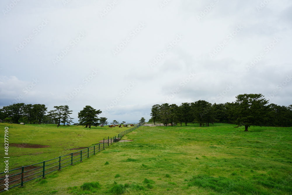 Fototapeta premium landscape with horses in field