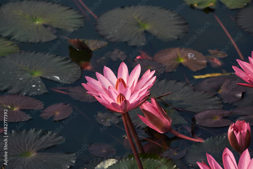 Beautiful pink (purple hued) waterlily (Nymphaea rubra) in a shallow