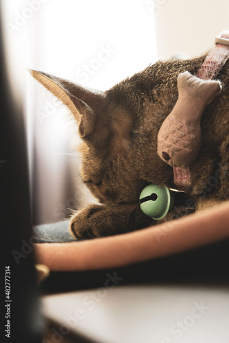 A cat wearing a collar sleeps during the day.