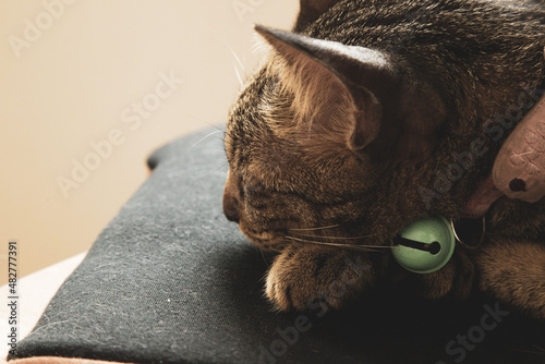 A cat wearing a collar sleeps during the day.
