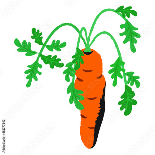 Fresh carrot vector illustration