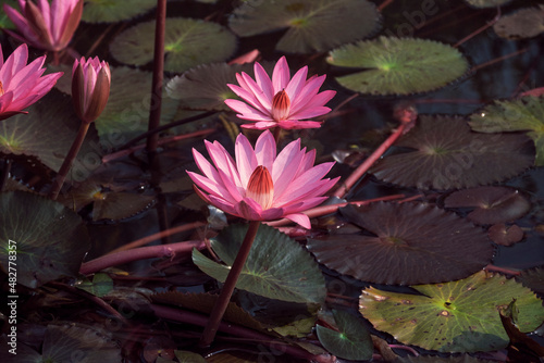 Beautiful pink  purple hued  water-lily  Nymphaea rubra  in a shallow pond. A popular aquatic garden plant  known for its vibrant ornamental flower. It is known as  saluk  in Bengali language.