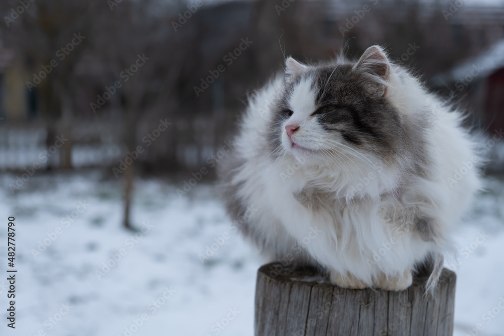 A homeless gray cat is sitting on the fence and dozing. A sad unhappy kitten with a white-gray fluffy color freezes in winter. A deep, understanding, intelligent look. Blurred background copy space A homeless gray cat is sitting on the fence and dozing. A sad unhappy kitten with a white-gray fluffy color freezes in winter. A deep, understanding, intelligent look. Blurred background copy space