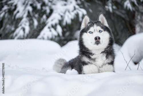 Dog of breed siberian husky. Husky dog in winter forest. Copy space.