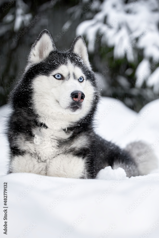 Dog of breed siberian husky. Husky dog in winter forest.