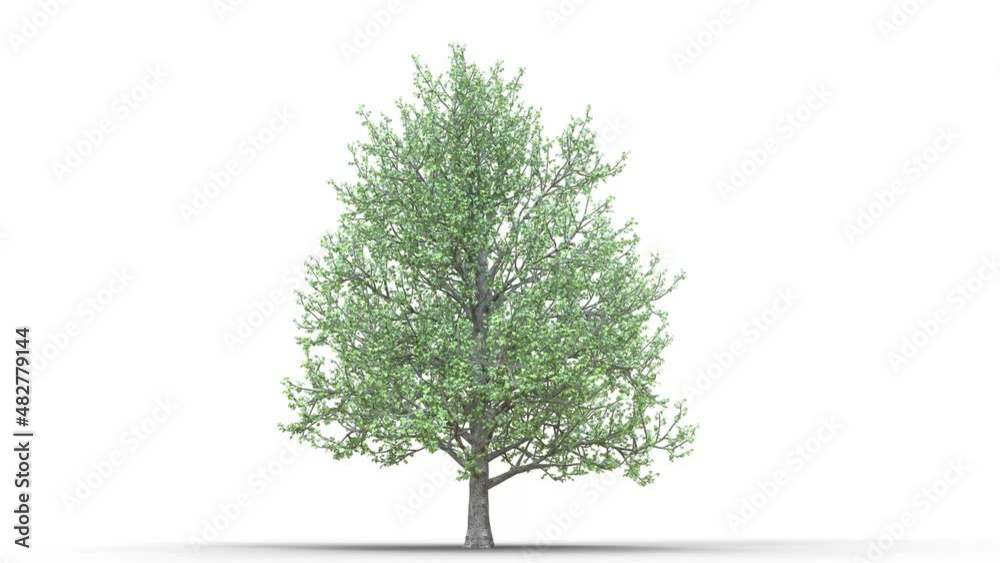 Growing trees on a white background 3D animation growth grow from small to large, Montpellier maple trees animate in the wind on white background with alpha matt 3D virtual tree. Separated with alpha 