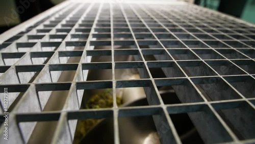 grape squeezes after pressing at the winery