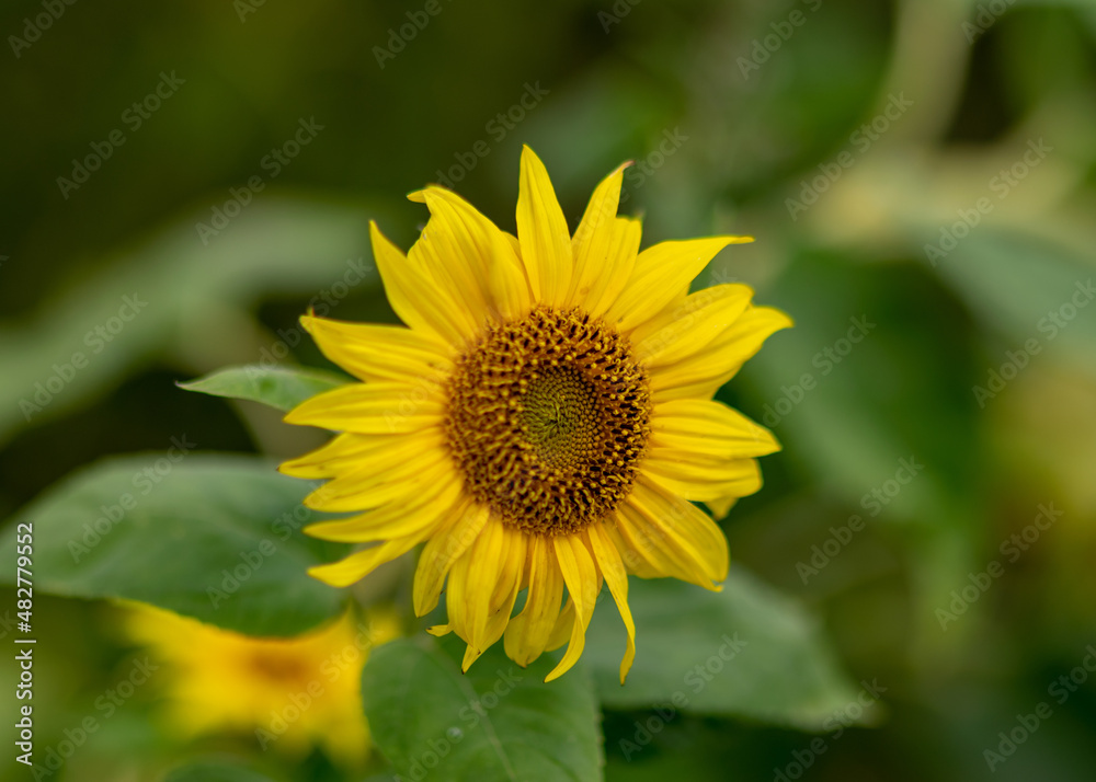autumn landscape with yellow sunflower flower fragments, beautiful sunflower flowers, autumn time autumn landscape with yellow sunflower flower fragments, beautiful sunflower flowers, autumn time