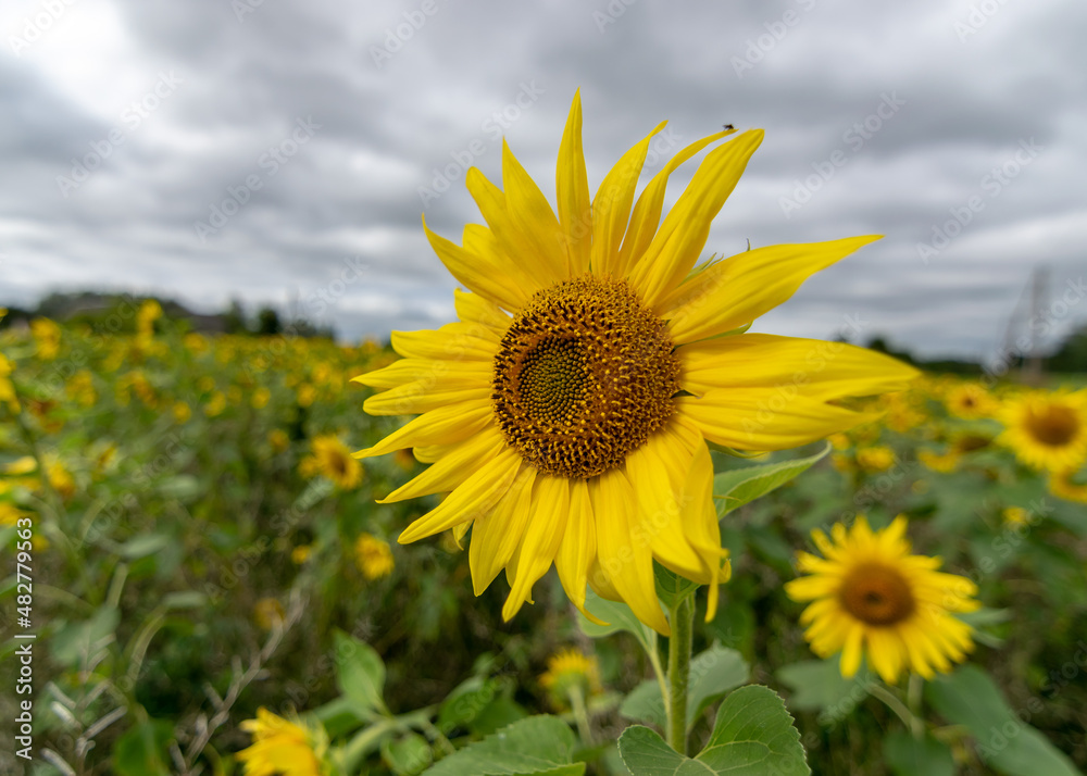 Fototapeta premium autumn landscape with yellow sunflower flower fragments, beautiful sunflower flowers, autumn time