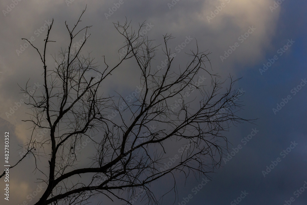 silhouette of a tree silhouette of a tree