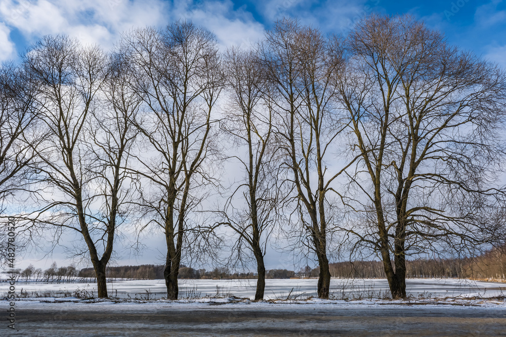 Fototapeta premium silhouettes of naked trees against the background of a winter frozen lake and a snowy landscape