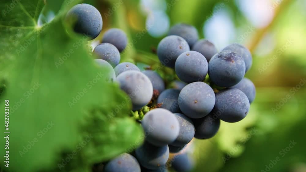 Fresh grape on the vineyard