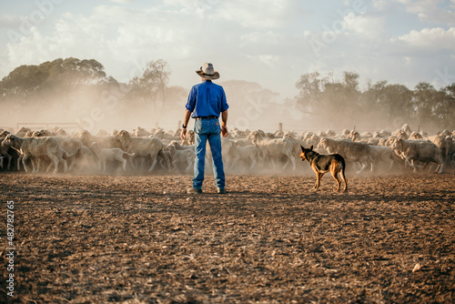 Man in blue with dog standing near a flock of sheep photo
