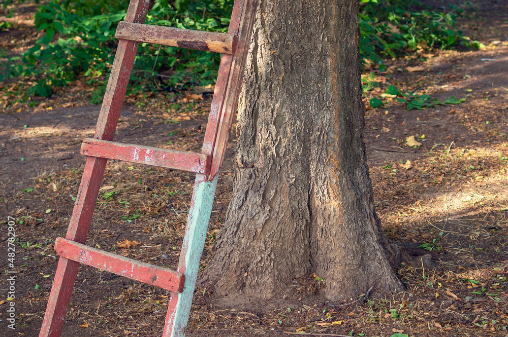 Wooden garden ladder leaning against a tree in the Park. Down view Wooden garden ladder leaning against a tree in the Park. Down view
