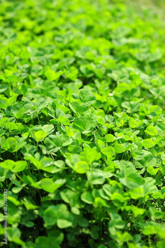 Obraz premium wild clover