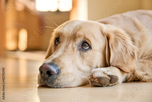 Golden Retriever with sad eyes