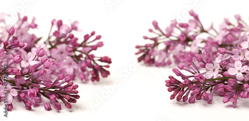 The beautiful lilac isolated on white background