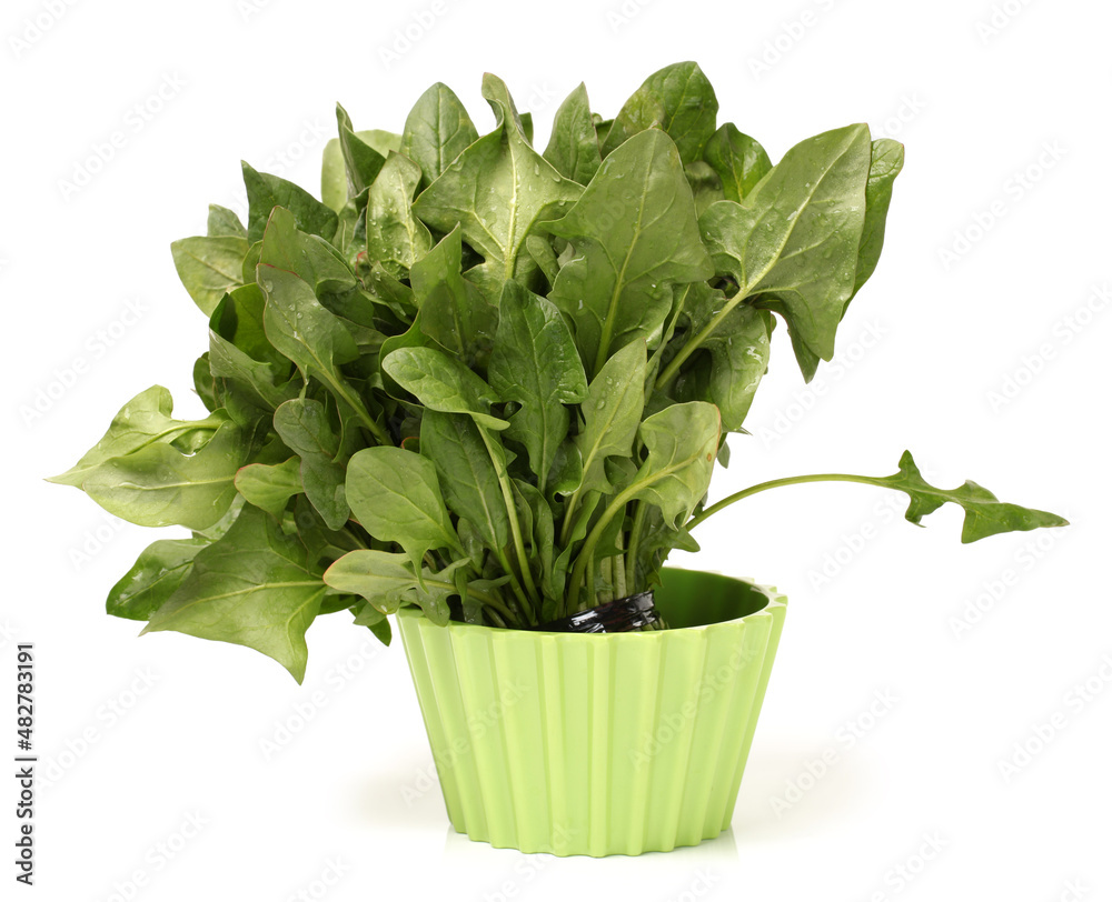 Spinach on white background Spinach on white background